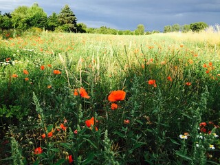 field of poppies