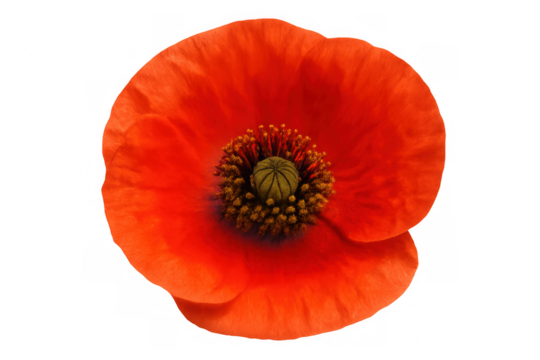 Red poppy flower showing intricate details of its petals and stamen, isolated on a transparent background