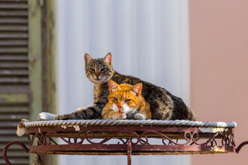 A grey tabby cat rests protectively behind an orange ginger cat on a small, rusty metal table. The...