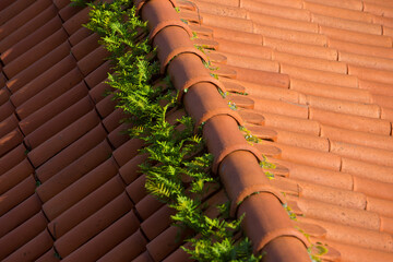 Green ferns growing along the ridge of a traditional terracotta tile roof. A concept of nature's...