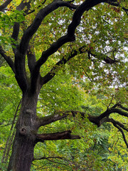 Majestic Old Tree with Curved Branches in Forest