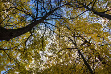 autumn trees. red and yellow leaves. against a blue sky. autumn landscape. autumn nature. early autumn. space for text and free space