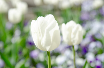 white tulips in spring