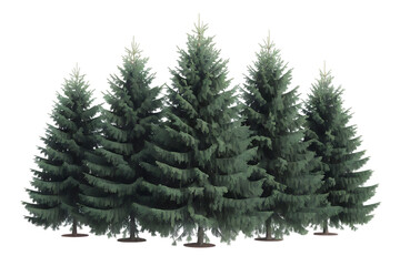 Evergreen pine trees, cluster of five tall with dense green foliage, cutout, PNG isolated on transparent background