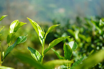 Fresh Tender Green Tea Leaves and Bud Illuminated by Sunlight