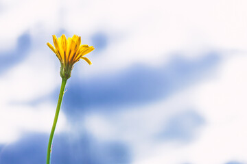 Tragopogon pratensis. A biennial herbaceous plant of the Asteraceae family. Yellow flower on a bright background