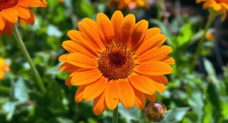 A close-up of a vibrant orange daisy-like flower, centered, with other flowers in the background
