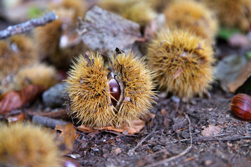 The sweet chestnut, also known as the Spanish chestnut or European chestnut fruits in the forest.