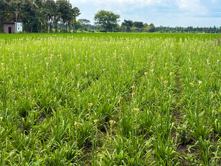 fields of tuberose flowers with a background of white clouds