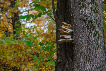 Obraz premium mushrooms growing high on a tree. against the background of yellow leaves. forest landscape. mushrooms on a tree. screensaver. space for text.