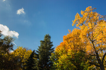 autumn trees. red and yellow leaves. against a blue sky. autumn landscape. autumn nature. early autumn. space for text and free space