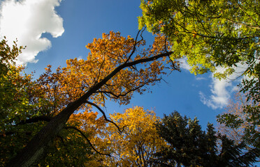 branches of trees with yellow and red leaves against a blue sky. autumn trees. colorful autumn screensaver. autumn landscape