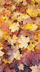 Autumn maple leaves on the ground – colorful fall foliage background