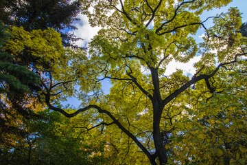 autumn trees. red and yellow leaves. against a blue sky. autumn landscape. autumn nature. early autumn. space for text and free space