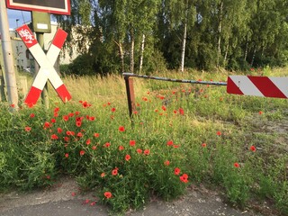 poppies in the garden