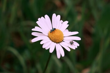 Scarab&eacute;e sur une fleur .