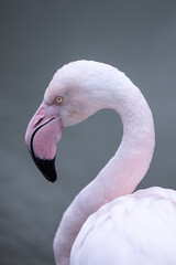 Fototapeta premium An elegant close-up portrait of a pink flamingo, showcasing its gracefully curved neck and unique beak. The minimalist composition emphasizes the graceful lines and striking details of the exotic bird