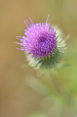 purple thistle flower