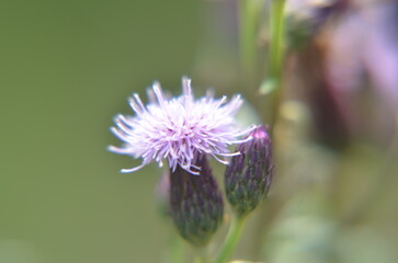 purple thistle flower