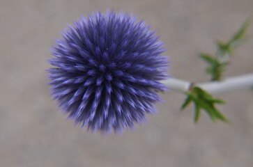 purple thistle flower