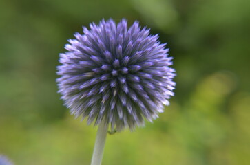 purple thistle flower