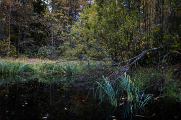Fallen tree branch stretches over a dark, still forest pond surrounded by reeds and autumn foliage &mdash; moody, atmospheric woodland scene perfect for nature or contemplative themes.