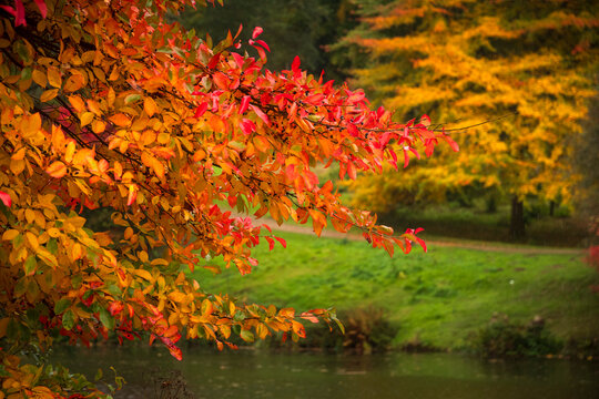 Autumn vibes of golden foliage over riverbank