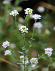 Berteroa incana as a weed grows in nature