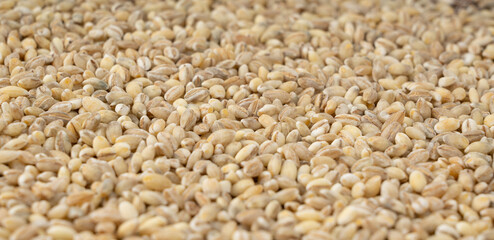 Pearl barley grains. Raw peeled cereal pile texture, organic pearl barley