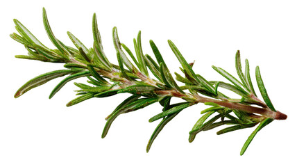 Obraz premium Fresh green rosemary herb sprig with aromatic leaves used in cooking, natural seasoning and organic culinary ingredient on white background