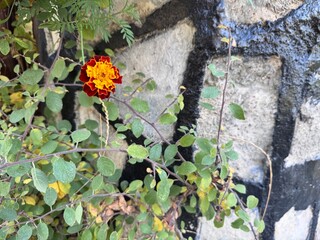 Close-up of Tagetes patula, commonly known as French marigold, displaying vivid orange and red blossoms with delicate green foliage. This annual flower is widely used in gardens and borders.