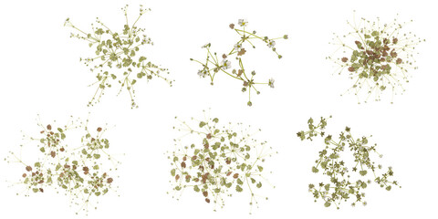 Collection of Androsace plants on transparent background from the top view