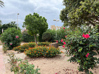 Blooming bushes grow along the city streets. Photo