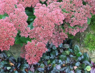 Flowering Sedum telephium in autumn garden. Beautiful red sedum flowers create beautiful natural background.