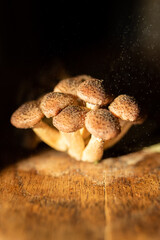 Honey mushrooms with bay leaves and quince on a rustic wooden table