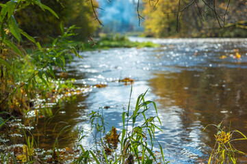 water flowing in the forest
