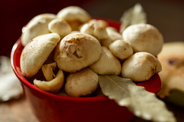 Fresh slippery jack mushrooms with bay leaf and quince on rustic background