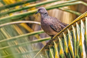 bird in the cage