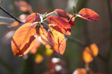 red autumn leaves