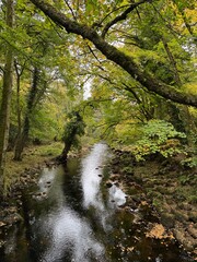Obraz premium stream in the forest