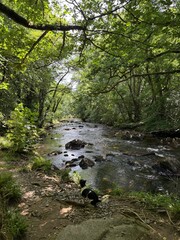 river in the forest