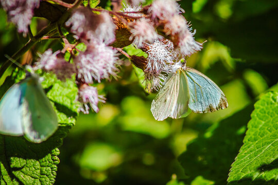 Leptophobia aripa, Green-eyed butterfly with white or yellow wings with black spots, on a leaf and a blurred background, White Mustard Butterfly, in the sierra de guadalupe, state of mexico