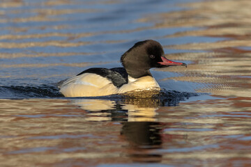 Common merganser (Mergus merganser), male