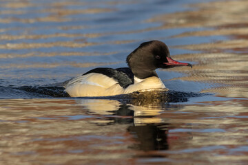 Common merganser (Mergus merganser), male