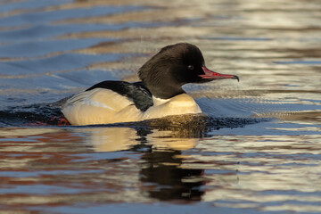 Common merganser (Mergus merganser), male