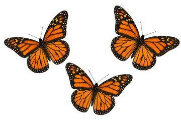 Obraz premium Group of monarch butterflies flying, showing spread orange wings on transparent background