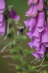 bee on pink foxglove