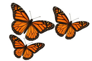 Obraz premium Monarch butterflies with open wings flying, isolated for freedom, nature, and migration concepts on transparent background