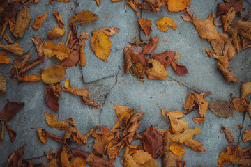 Autumn forest. Yellow Leaves. High quality photo