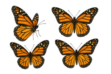Fototapeta premium Monarch butterflies set showing different flying positions on transparent background for nature and wildlife designs